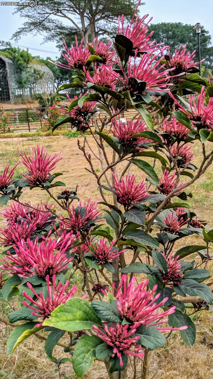 炮仗花+煙火花 台南市後壁區7-11 01/19