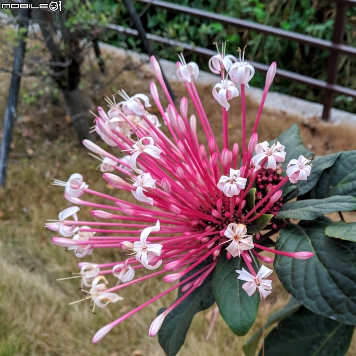 炮仗花+煙火花 台南市後壁區7-11 01/19