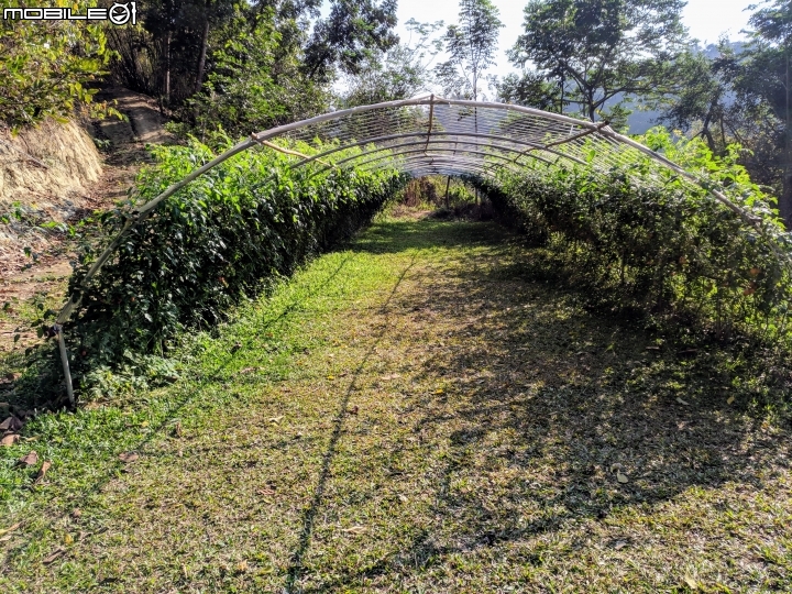 紫藤花隧道(仿真花) 台南市新化區大坑農場 01/17