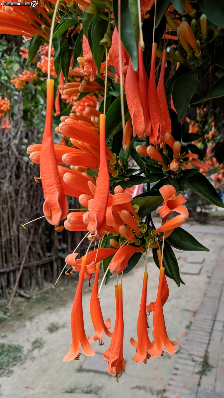 炮仗花+煙火花 台南市後壁區7-11 01/19