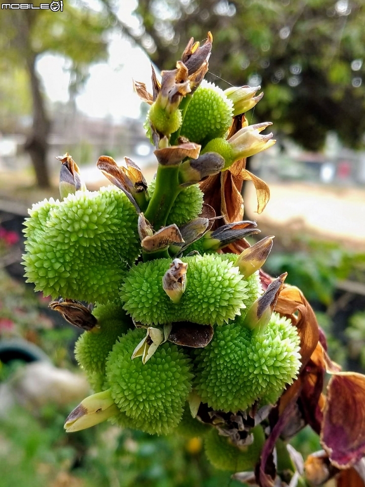 扁桃斑鳩菊 台南市新化區 01/01