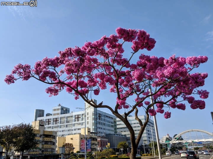大理花田 嘉義市西區玉山路 01/12
