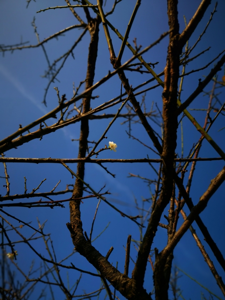 (更新) Mate 20 Pro 美照圖集 (Leica 3 鏡完全應用解析)