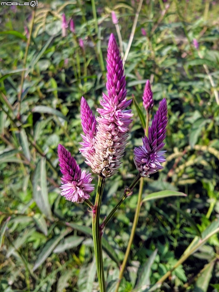落羽松+血桐+輪傘莎草 台南市東區巴克禮公園 01/06