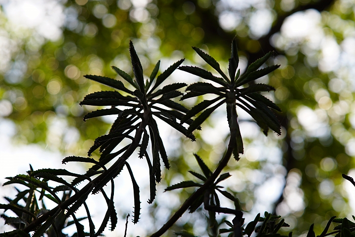 Samyang 85mm f/1.8 ED UMC CS 手動鏡評測｜輕巧與解像力兼備 同時支援 APS-C 與 M4/3 接環！