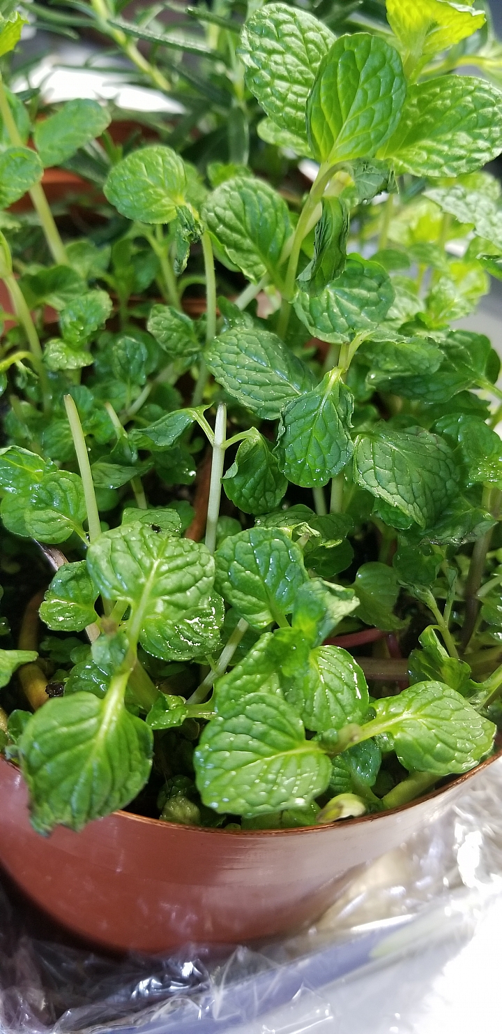 我的薄荷可救回嗎？