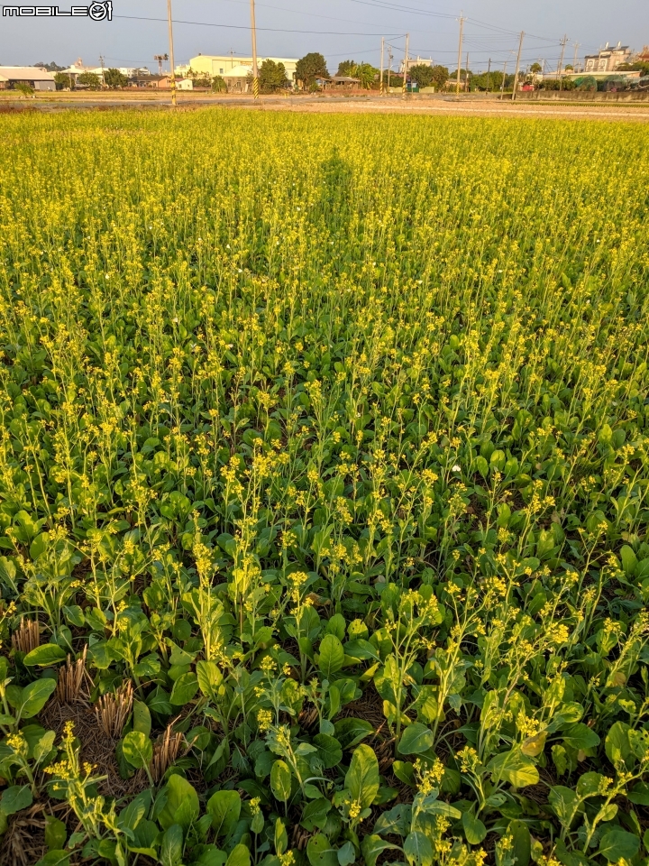 油菜花 台南市後壁區嘉民里 01/12