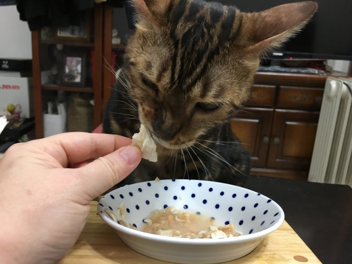 [分享] DIY 自己動手做貓鮮食