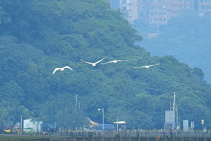 20190120-新北市五股溼地-4隻小天鵝家庭與1隻凍原豆雁同行密不可分
