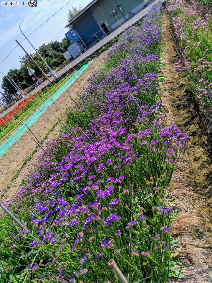 大理花田 嘉義市西區玉山路 01/12