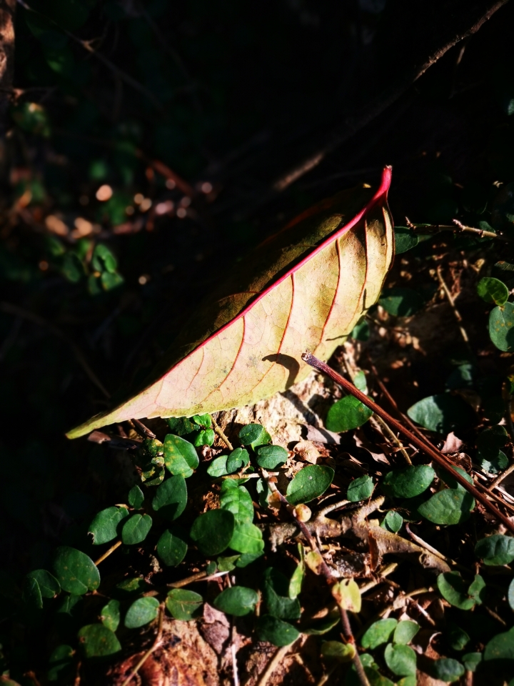 (更新) Mate 20 Pro 美照圖集 (Leica 3 鏡完全應用解析)