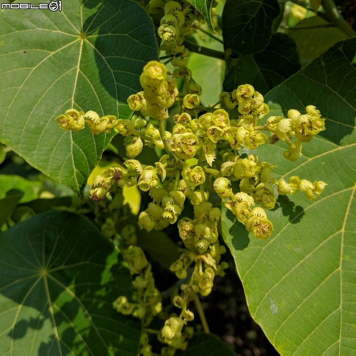 落羽松+血桐+輪傘莎草 台南市東區巴克禮公園 01/06