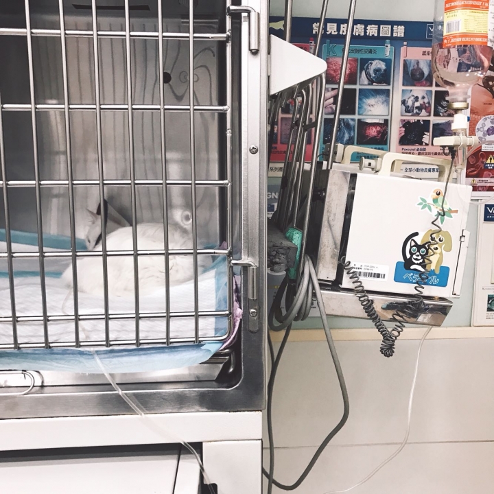 貓咪 嘔吐 不進食 不大便 非常虛弱