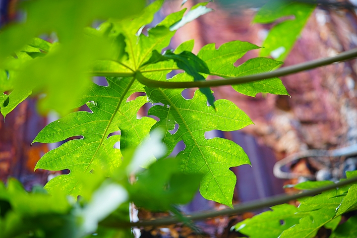 Samyang 85mm f/1.8 ED UMC CS 手動鏡評測｜輕巧與解像力兼備 同時支援 APS-C 與 M4/3 接環！