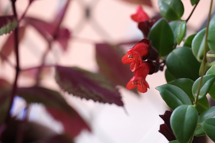 X-Pro1、X-T2、X-T3發色分享