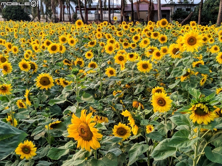 杉林花海 高雄市杉林區縣道181 01/18