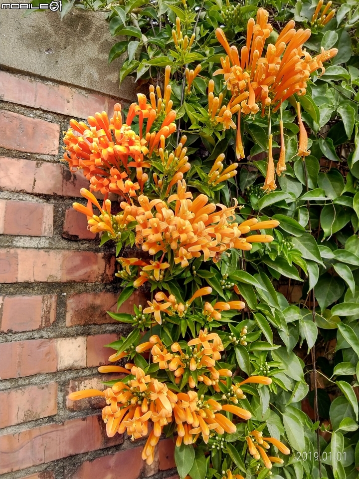 炮仗花+鳳梨 台南市山上區 01/01