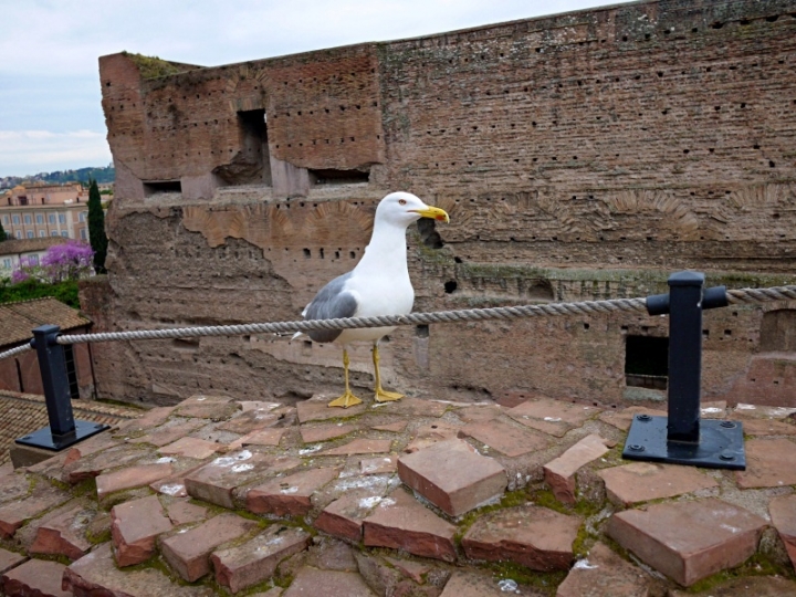 義大利【羅馬】自助▍世界遺產【羅馬競技場】可以免費入場? 含周邊景點介紹