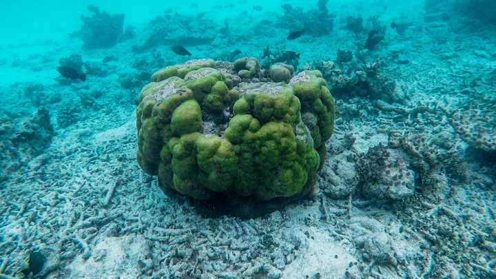 10分鐘帶你登上馬爾地夫無人島與海龜一起共游！居民島一日浮潛體驗攻略。｜馬爾地夫 EP 12｜居民島｜旅行，路上。