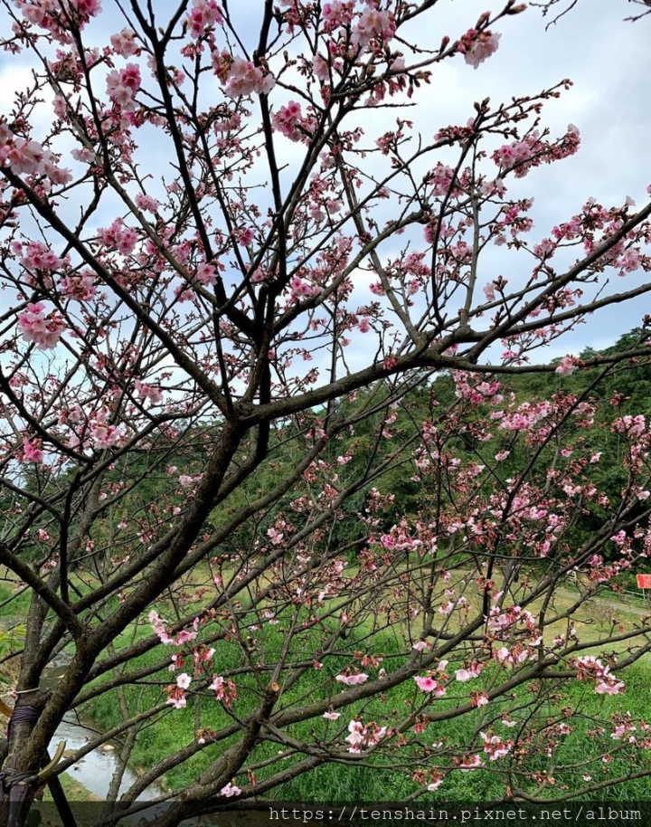 [台北景點]2019樂活櫻花季~在地推薦賞花最佳路線