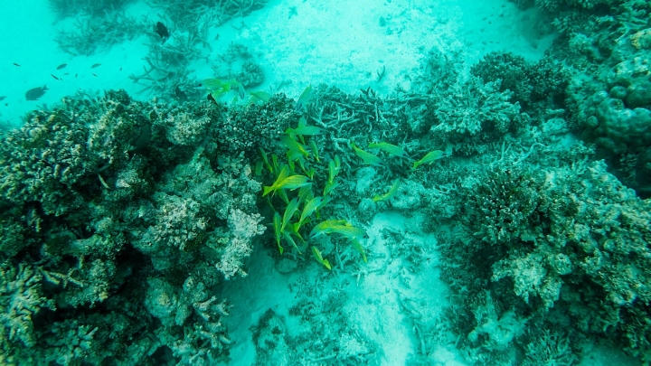 10分鐘帶你登上馬爾地夫無人島與海龜一起共游！居民島一日浮潛體驗攻略。｜馬爾地夫 EP 12｜居民島｜旅行，路上。