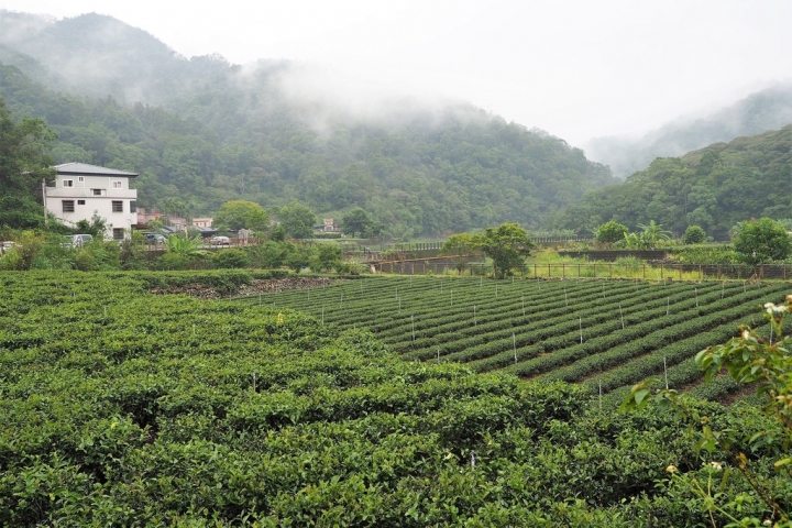 【新北坪林 | 私廚】墜入充滿茶香與乾燥花的國度❄金瓜三號