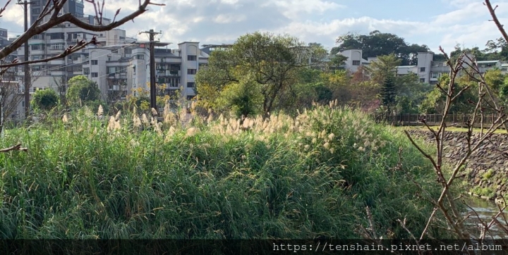 [台北景點]2019樂活櫻花季~在地推薦賞花最佳路線