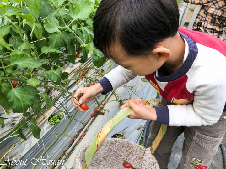 大人小孩採果樂-竹北-威榮喝豆漿長大的蕃茄窩