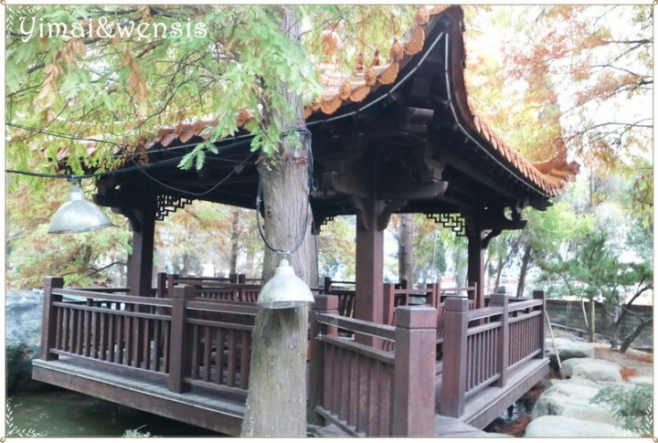 [季節限定]初冬不能缺少褐色落羽松祕境~三灣。品園。大溪
