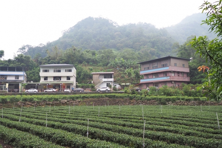 【新北坪林 | 私廚】墜入充滿茶香與乾燥花的國度❄金瓜三號