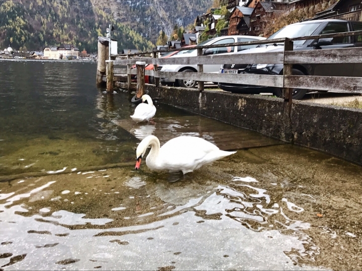 【Hallstatt．走跳】走進明信片裡-奧地利鹽湖區絕美仙境小鎮哈修塔特