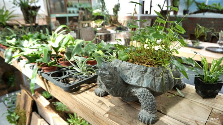 ★嘉義梅山★【空氣圖書館 AIR LIBRARY】太平雲梯/太平老街附近新半開放式網美店。