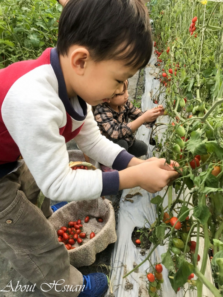 大人小孩採果樂-竹北-威榮喝豆漿長大的蕃茄窩