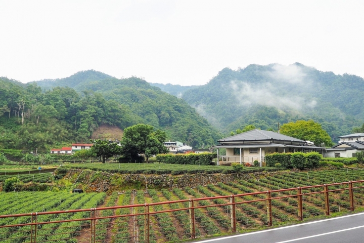 【新北坪林 | 私廚】墜入充滿茶香與乾燥花的國度❄金瓜三號