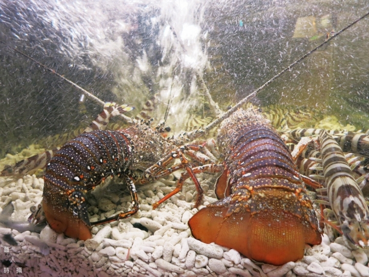 ★過年環島行不行★上山/下海/都會/文青/美食★五大主題寶島行