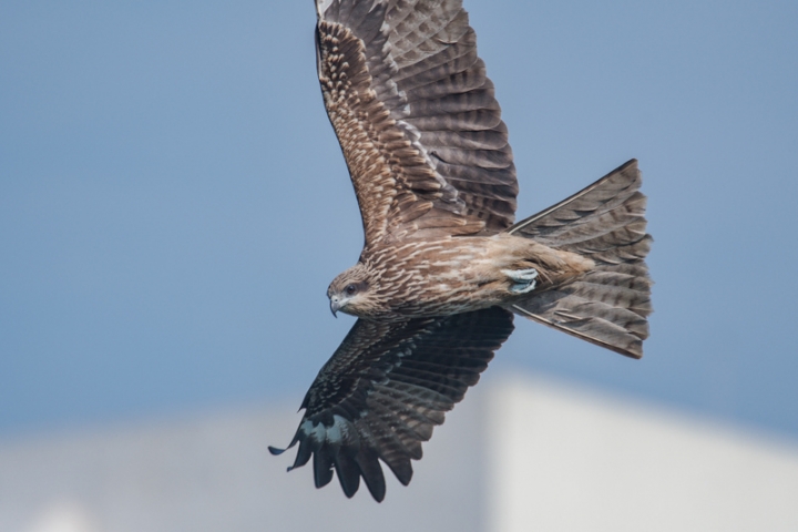 [亂拍照] 2018攝影回顧 (DJI / Nikon / Fujifilm / Leica / Contax)