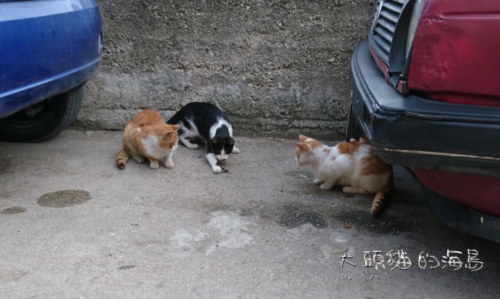 [大頭貓的海島] 漫步山與海之間的旭本尼克 Šibenik