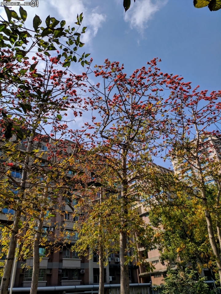 木棉花+紅千層+碗豆 台南市東區巴克禮公園 02/17