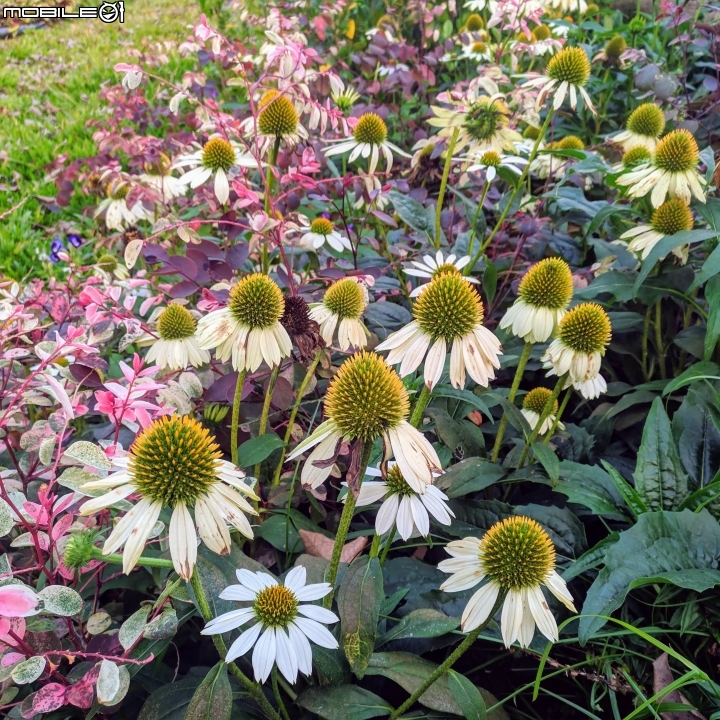 台中花博后里園區花舞館 02/6
