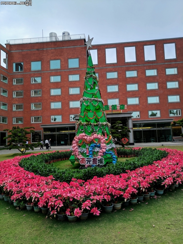鬱金香+茶花.... 台南市柳營區南元花園休閒農場 02/04
