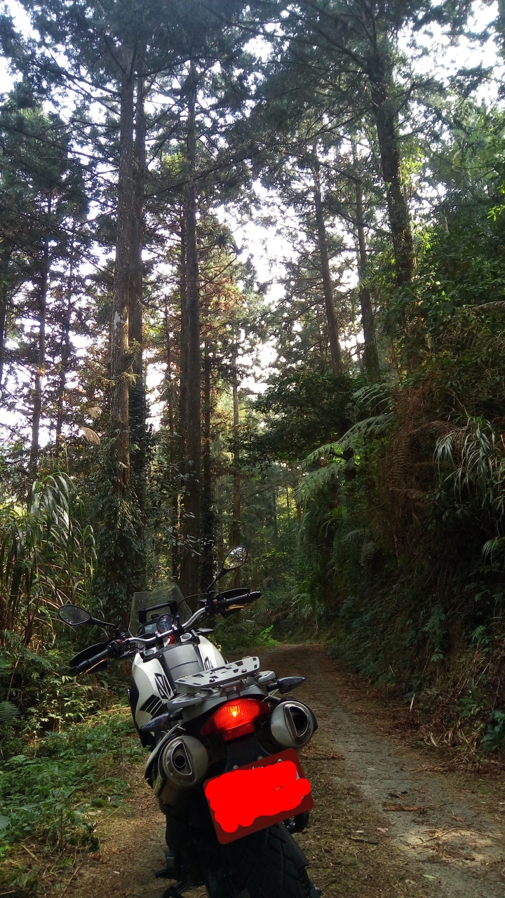 相隔十年的南投線浸林道