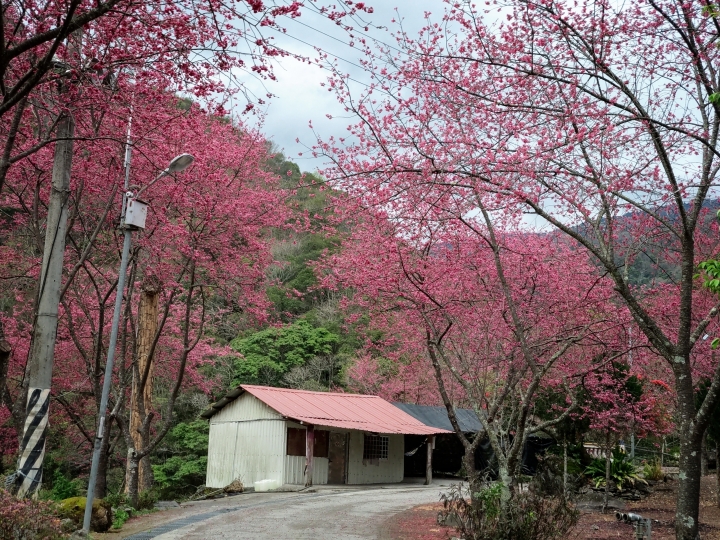 紅香泡湯 福壽露營 武陵賞花 2019-2-18~20