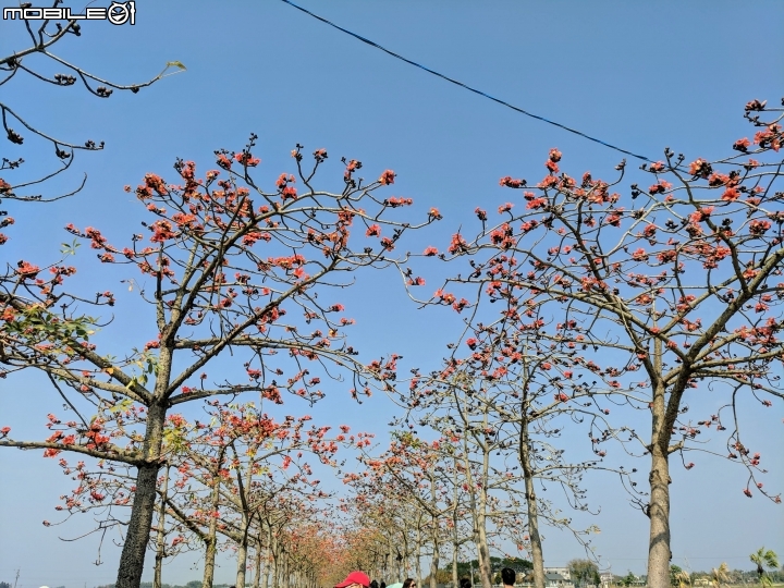 木棉花道初開 台南市白河區林初埤02/09