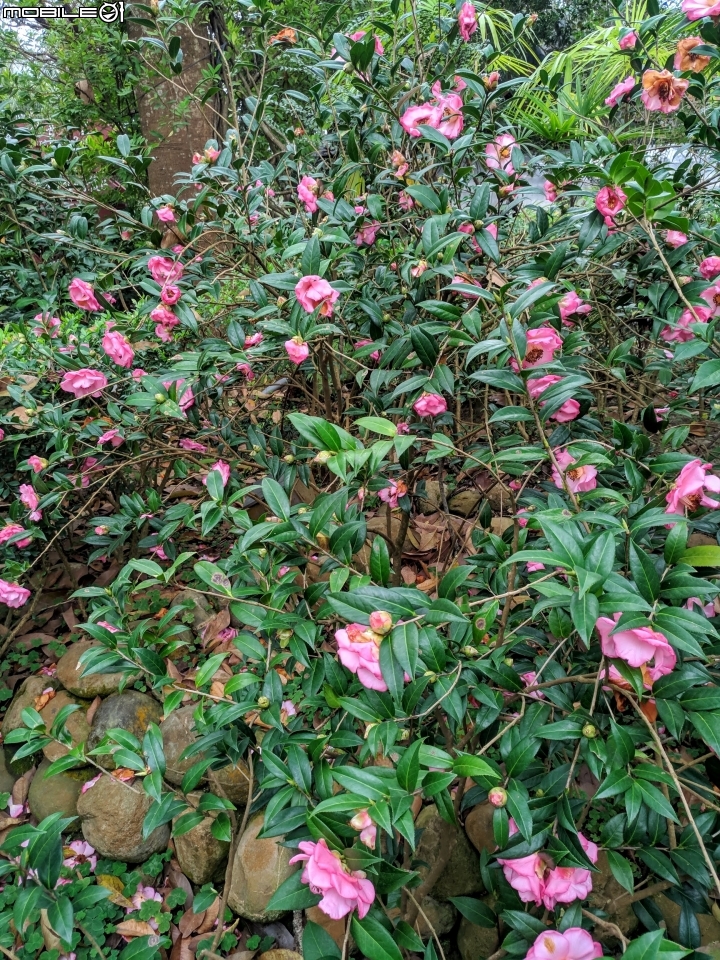鬱金香+茶花.... 台南市柳營區南元花園休閒農場 02/04