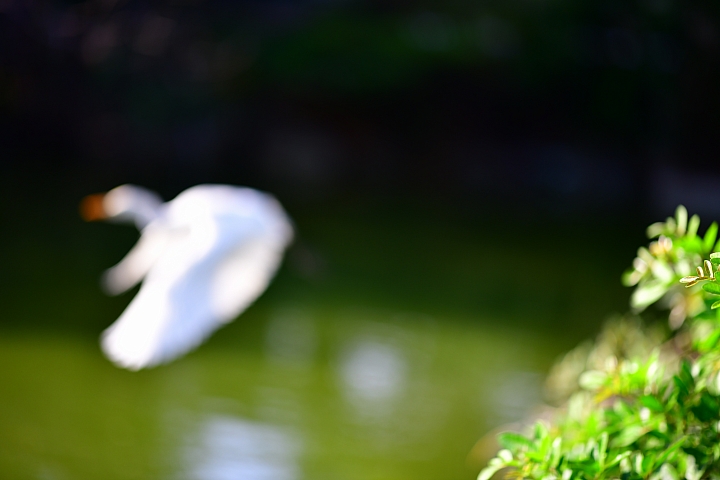 D850+105mm首拍連續追焦拍飛羽，祝大家新年快樂、年年有"魚"！