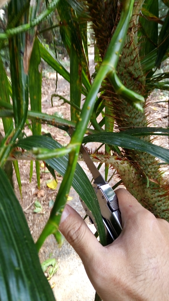 相隔十年的南投線浸林道
