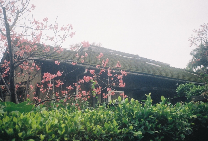 [Ricoh 35EFS]溫羅汀康青龍街區散步趣[Kodak 200]
