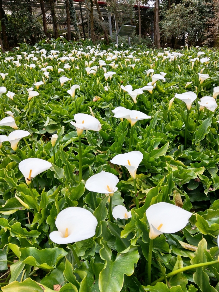 紅香泡湯 福壽露營 武陵賞花 2019-2-18~20