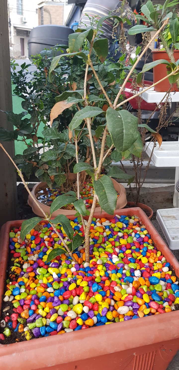 桂花長得不健康