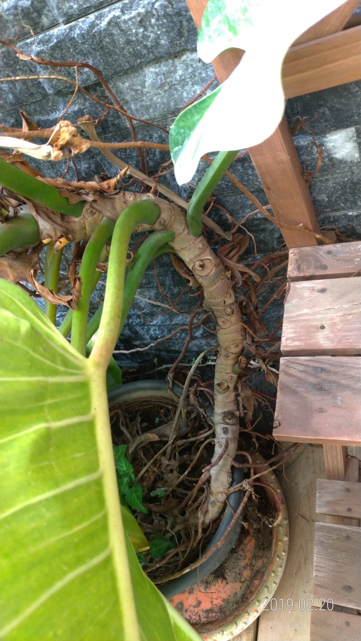 請問專家!植物莖長太高,怎麼處理呢?